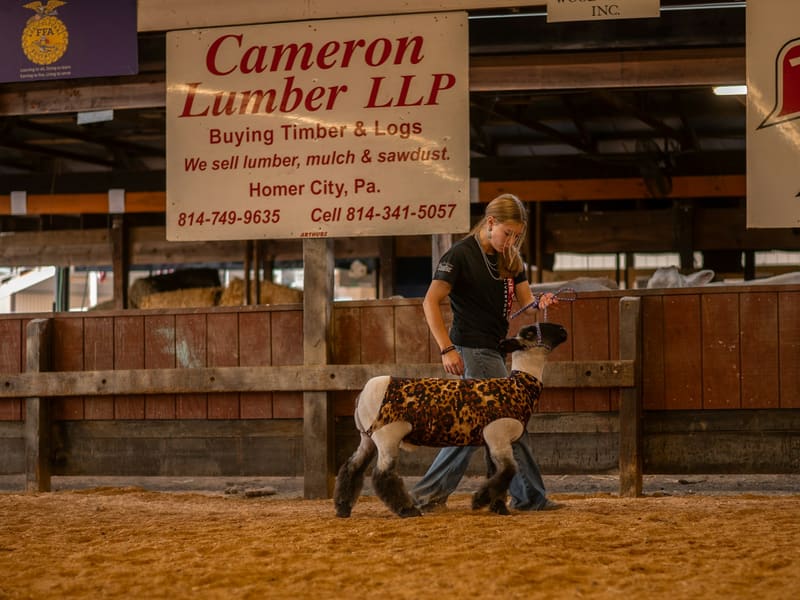 A young handler leading a horse in a corral