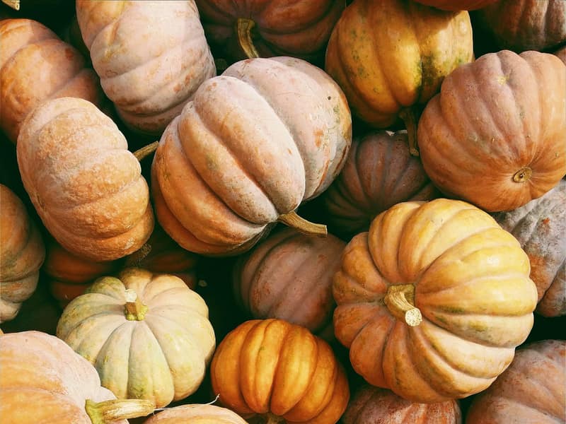 Squash and gourds laid out for judging