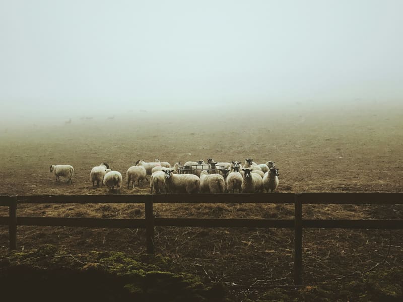 A flock of sheep grazing on open pasture
